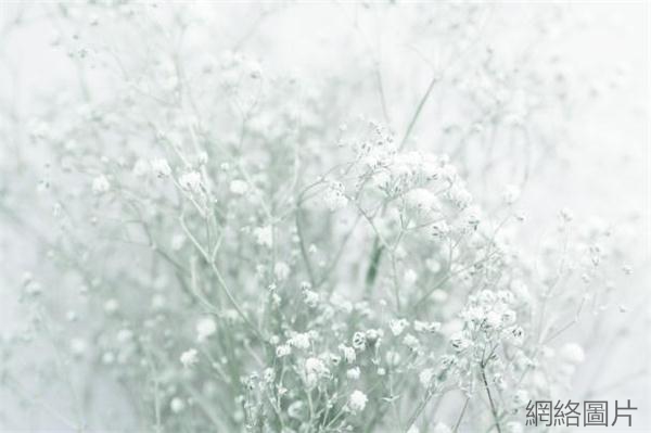 The Perfect Supporting Role Of Bouquets—— Gypsophila